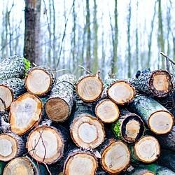 Problemen Europese houtmarkt door Russische beperkingen